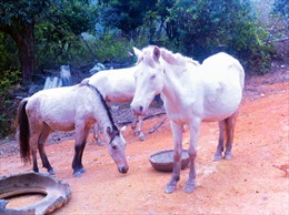 Lên Lạng Sơn ngắm ngựa bạch thuần chủng